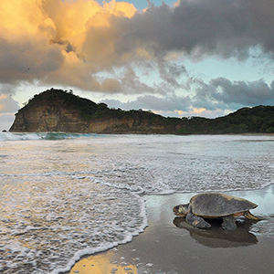 turtles in nicaragua