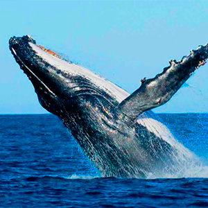 whale views nicaragua